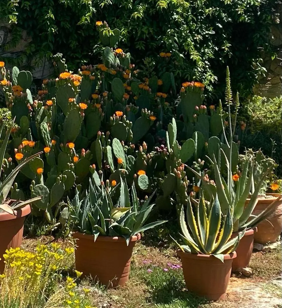 Bed and Breakfast Domos Selene Casa Luna Tinjan